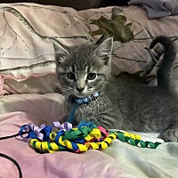 adopt a pet