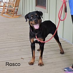 Thumbnail photo of Rosco #2