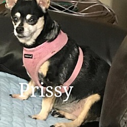 Thumbnail photo of Prissy #1