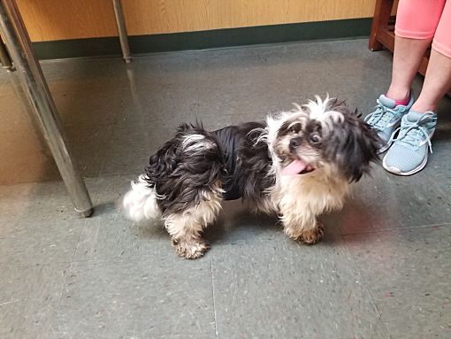 adopt a pet shih tzu