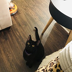 Photo of Nico