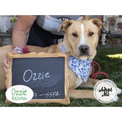 Photo of OZZIE