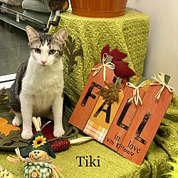 Photo of TIKI