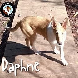 Thumbnail photo of Daphne #1