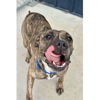adopt-pet