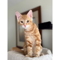adopt-pet
