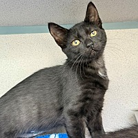 ABRACADABRA - Domestic Shorthair available for adoption