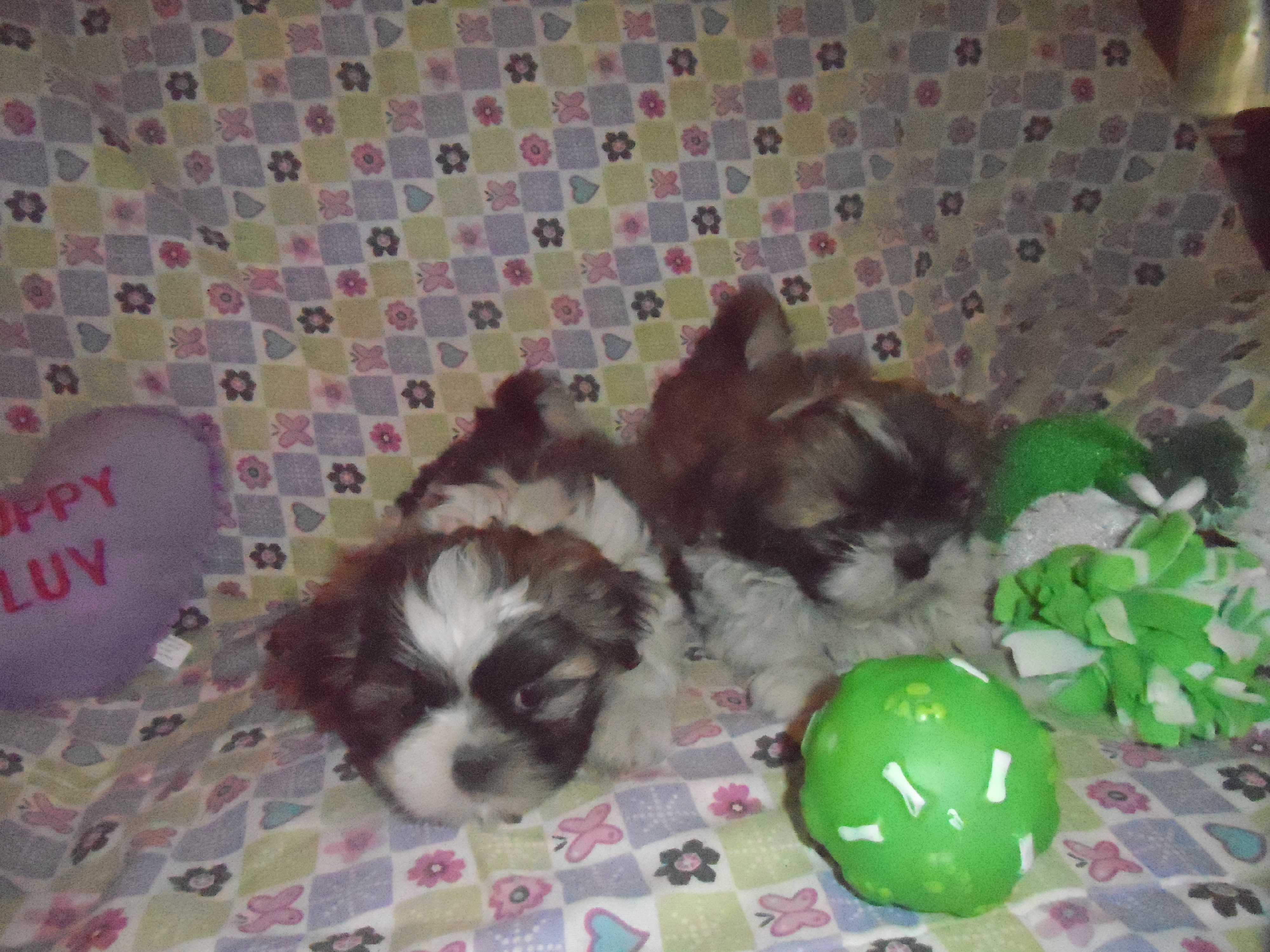 Riverside Ca Shih Tzu Meet 5 Darling Shih Tzu Puppies A Pet