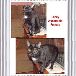 Photo of Lacey