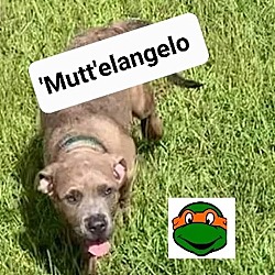 Photo of 'Mutt'elangelo