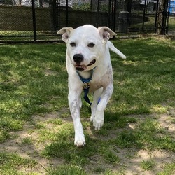 Photo of COOPER