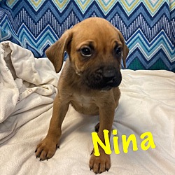 Thumbnail photo of Nina #4