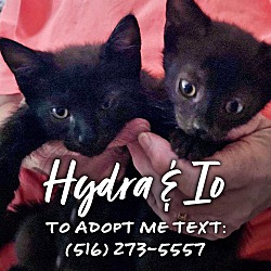 Thumbnail photo of Hydra #2