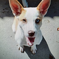adopt a pet