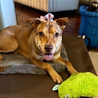 adopt a pet