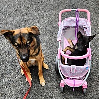 adopt a pet