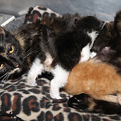 Thumbnail photo of Tessa & Kittens (Update) #3