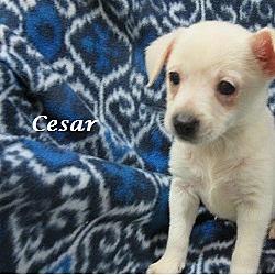 Thumbnail photo of Cesar #1