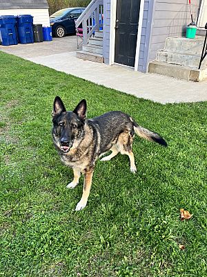 North Brunswick, NJ - German Shepherd Dog. Meet Mandy a Pet for ...