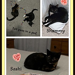 Thumbnail photo of Shammy & Sashi #2