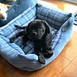 Photo of Harvey