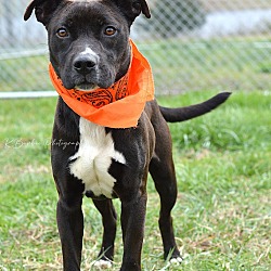 Photo of Henry - Adoptable