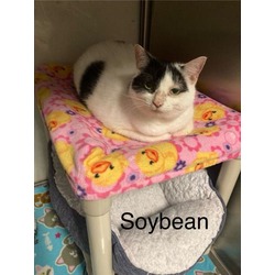 Photo of Soybean (bonded to Butters)