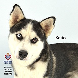 Thumbnail photo of Koda #1