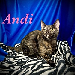 Thumbnail photo of Andi #1