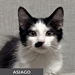 Thumbnail photo of Asiago #1