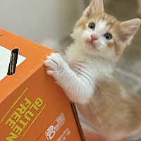 adopt a pet