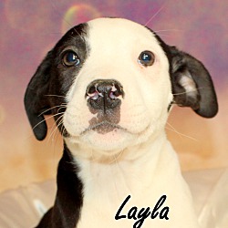 Thumbnail photo of Layla~adopted! #1
