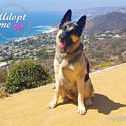 Photo of Marley