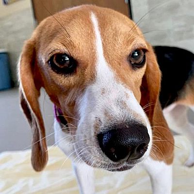 Jefferson, WI - Beagle. Meet Molly a Pet for Adoption - AdoptaPet.com