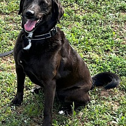 Thumbnail photo of Mocha #1