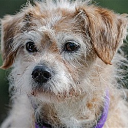 Dog for adoption - EVA, a Border Terrier & Jack Russell Terrier Mix in Pico  Rivera, CA