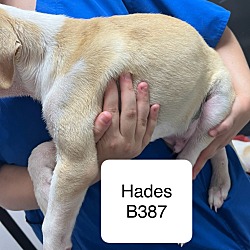 Thumbnail photo of Hades B387 #2