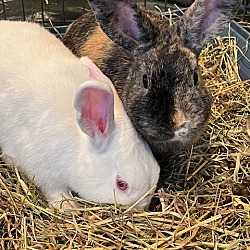 bonded pet photo