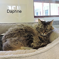 Thumbnail photo of Daphne #4