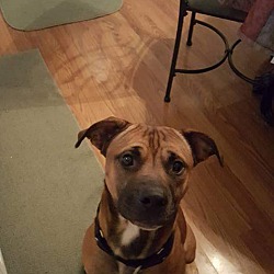 New Baltimore, MI - Boxer. Meet Billie Dean a Pet for Adoption ...