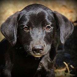 Thumbnail photo of Lomax~Adopted! #2