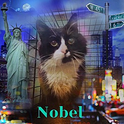 Thumbnail photo of Nobel #1
