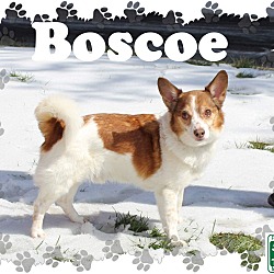 Thumbnail photo of Boscoe #2