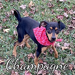 Photo of Champagne and Toast BONDED PAIR in Texarkana AR/TX