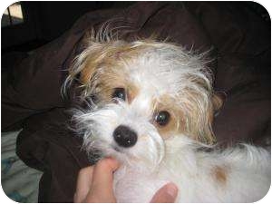 fox terrier cross maltese