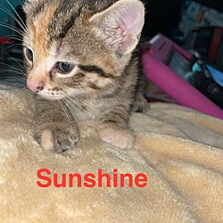 Photo of Sunshine