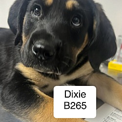 Photo of Dixie B265