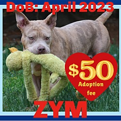 Photo of ZYM - $50