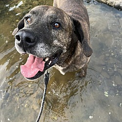 Thumbnail photo of Hunter (9yo, 91lbs) #3