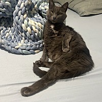 adopt a pet